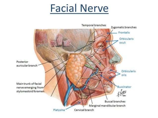 facial nerve parotid gland Facial nerve parotid gland